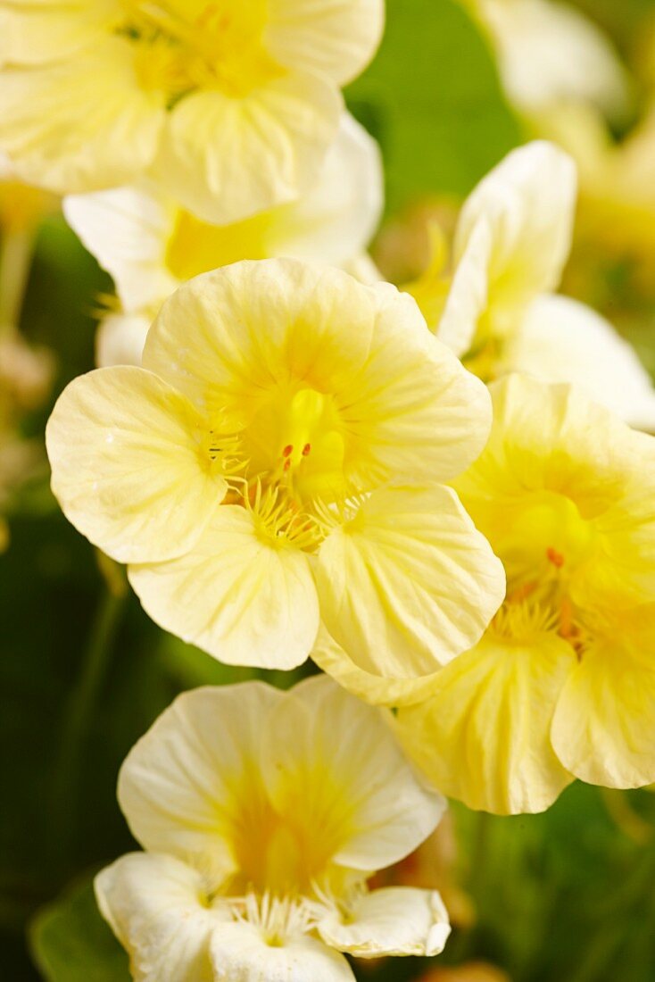 Yellow flowering nasturtiums