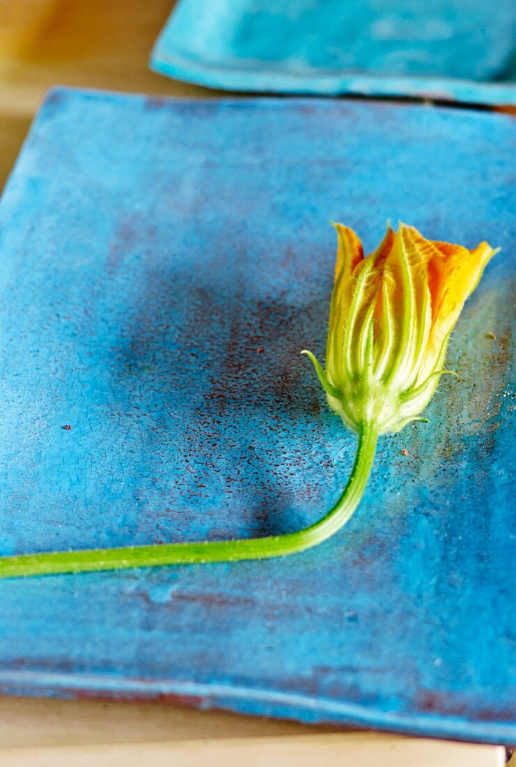 Courgette flower on a blue plate