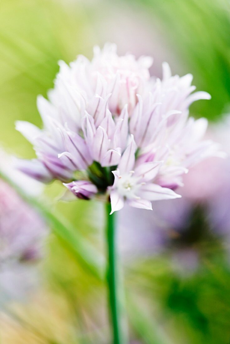 Eine Schnittlauchblüte