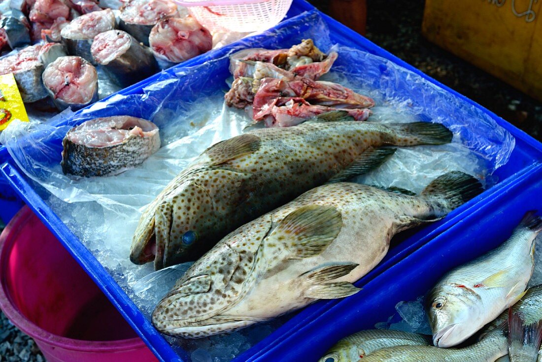 Frische Grouper auf einem Markt in Thailand