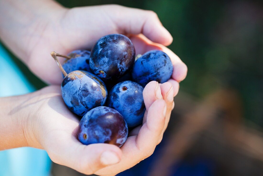 A girl's hands holding fresh plums