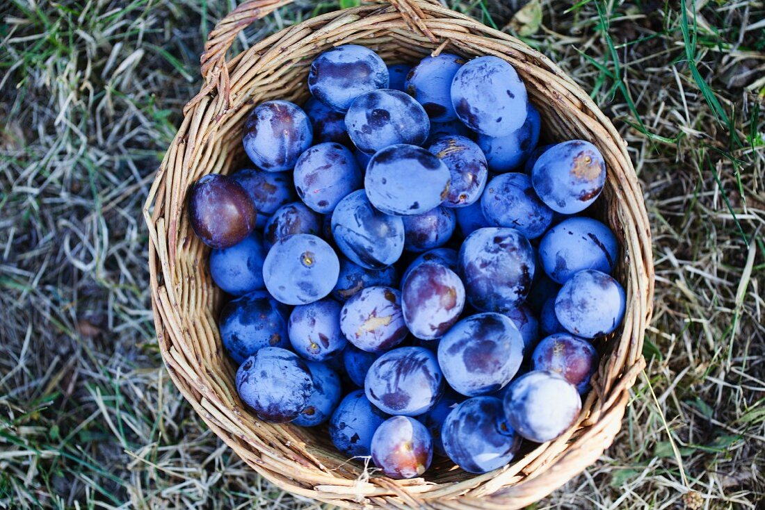 Fresh plums in a basket in a field