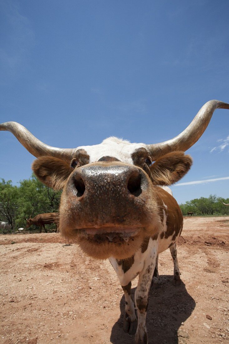 Longhorn Rind in Texas