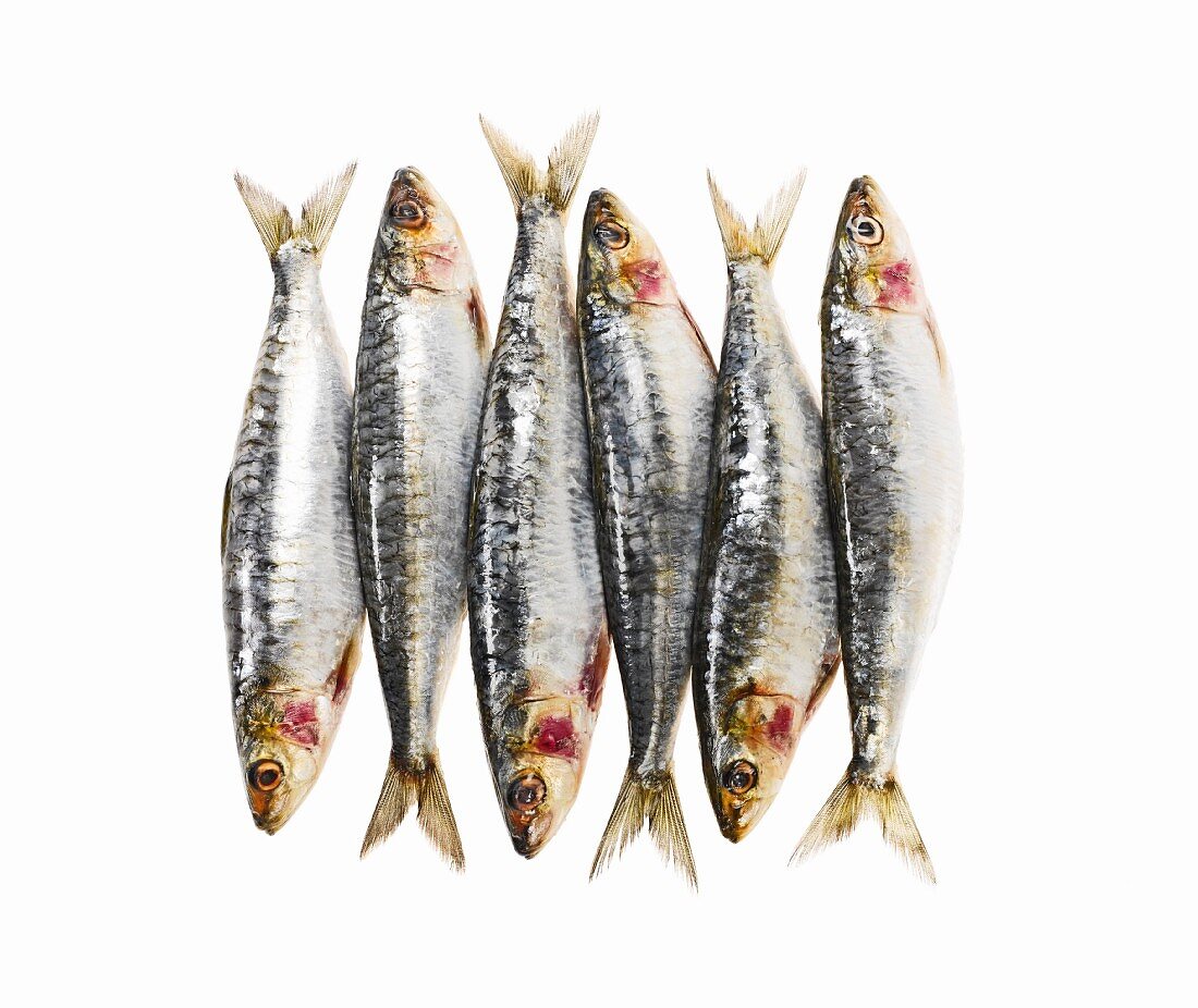 Six sardines in a row