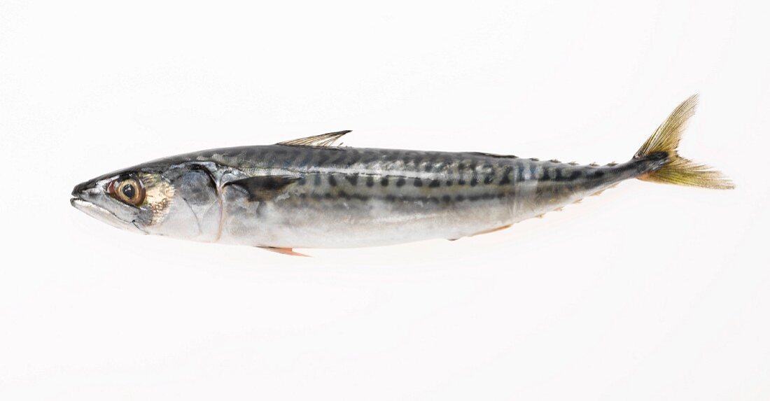 A sardine