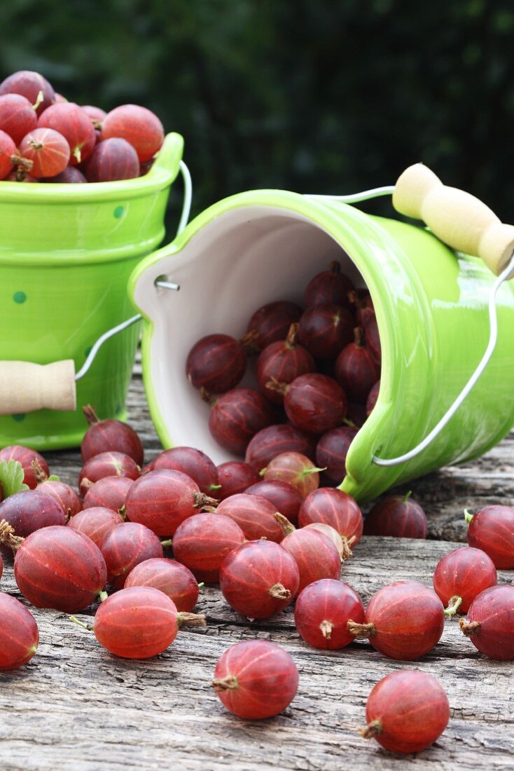Red gooseberries in small ceramic buckets