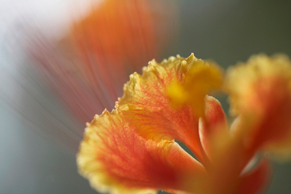 Orange-gelbe Orchidee