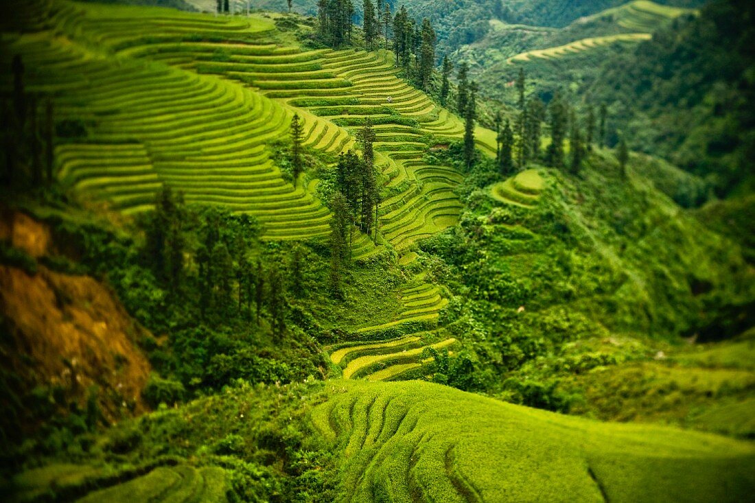 Vietnamesische Terrassenlandschaft