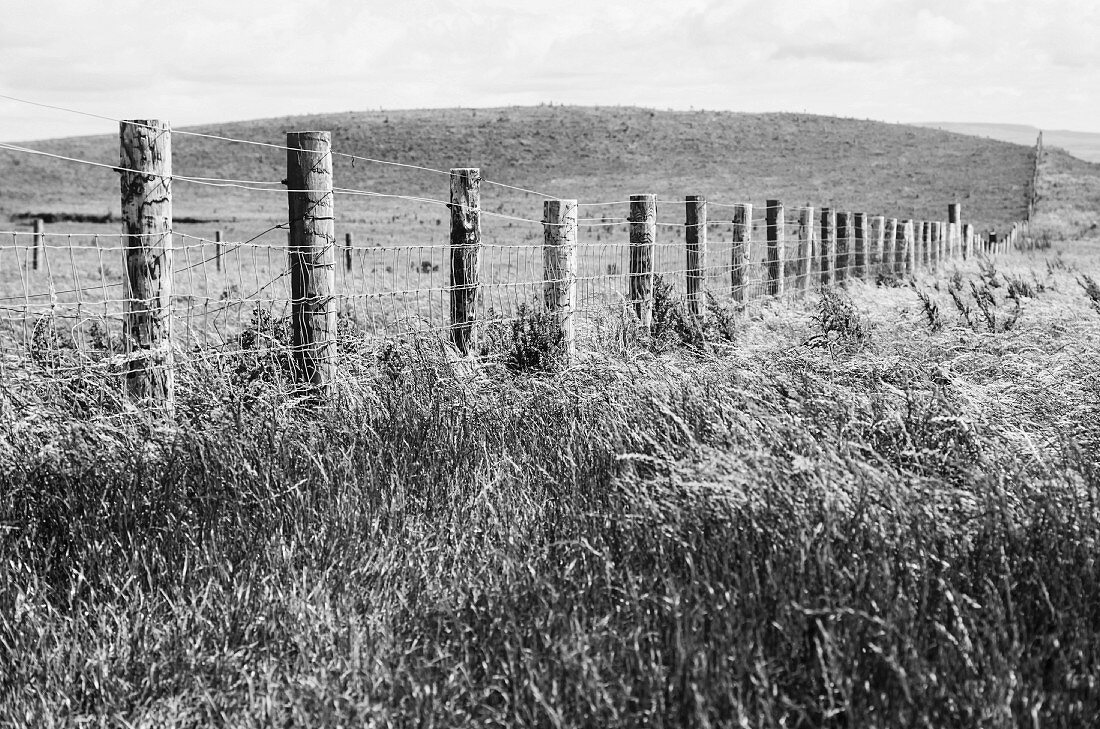 Fence row on field at cliffs of Moher, Ireland