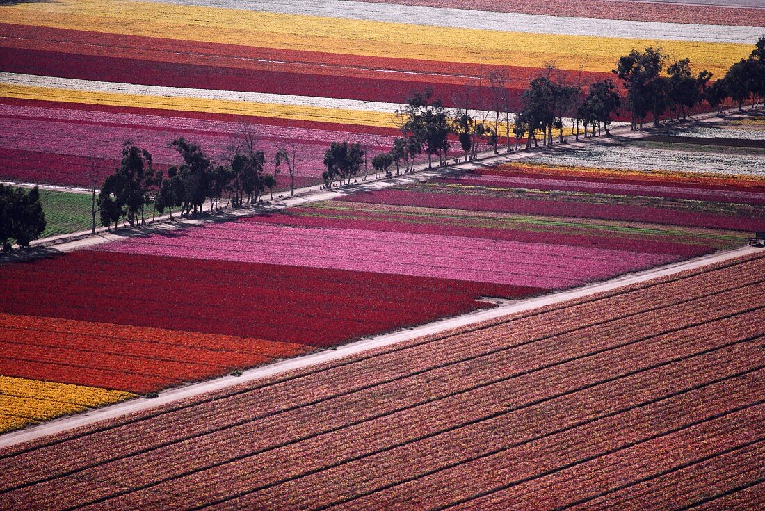 Bunte Blumenfelder