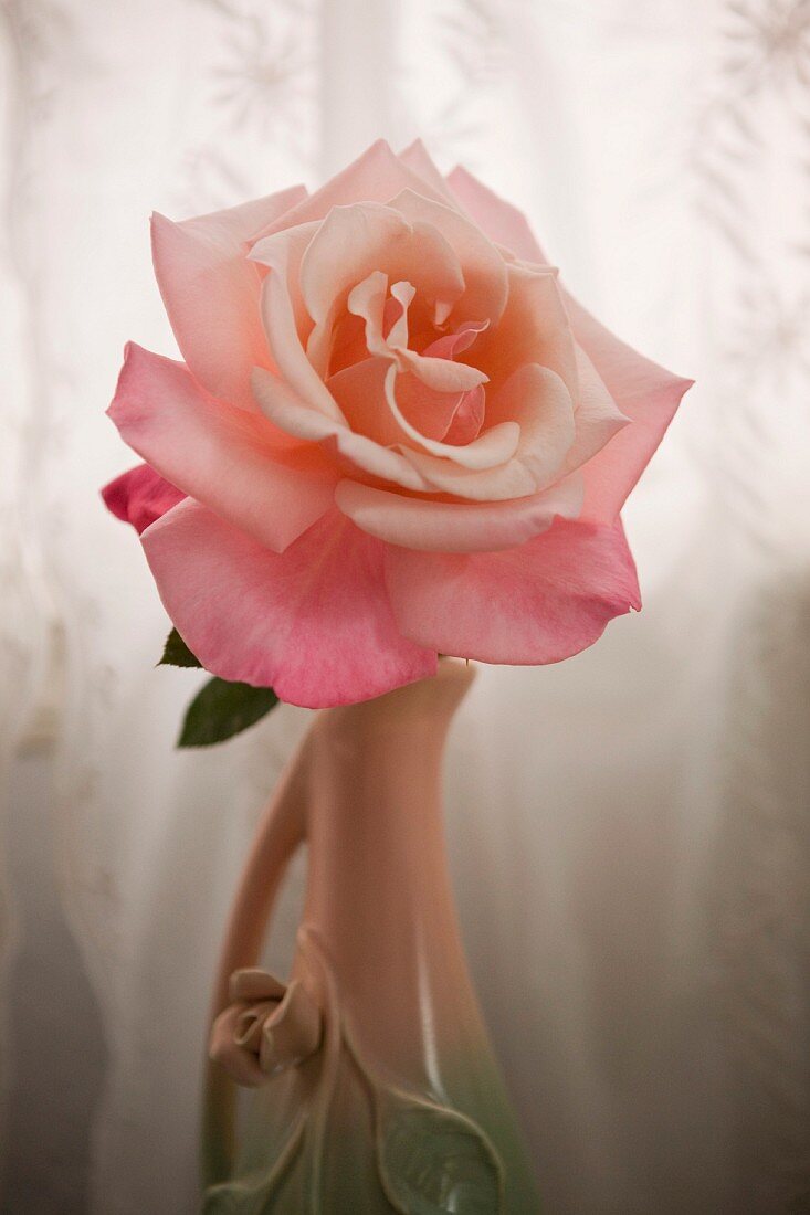 Pink rose in vase