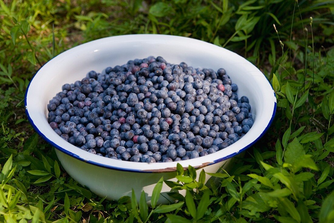 Blaubeeren in einer Emailschüssel