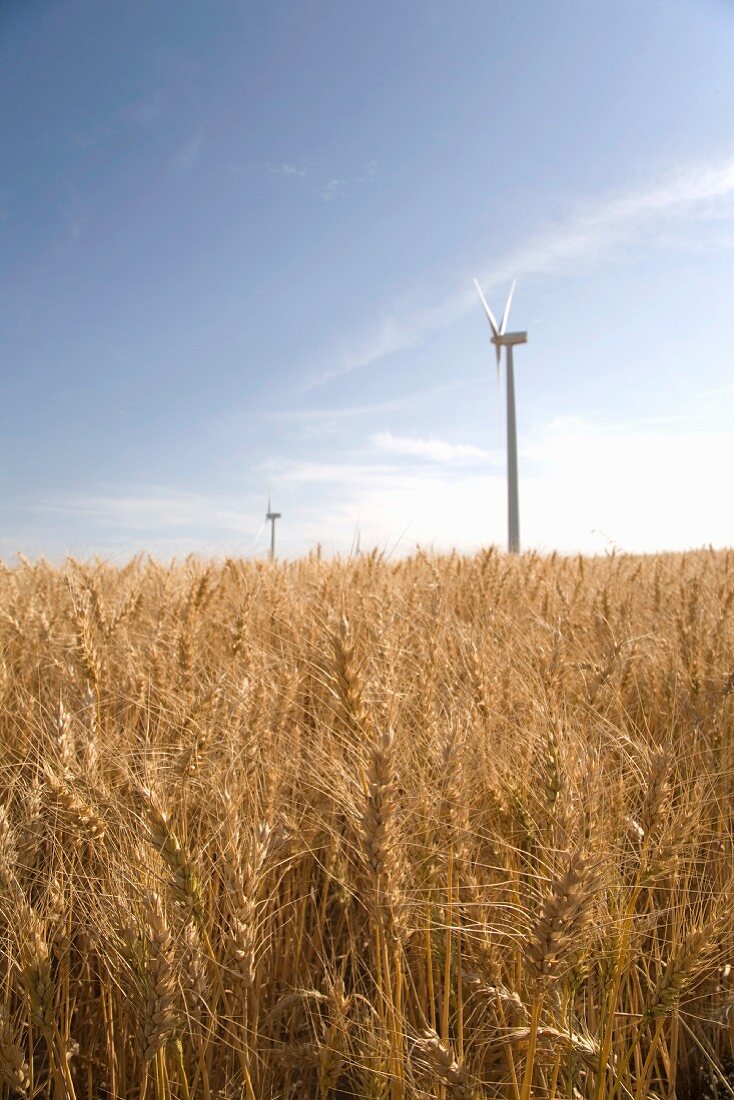 Weizenfeld mit Windrädern