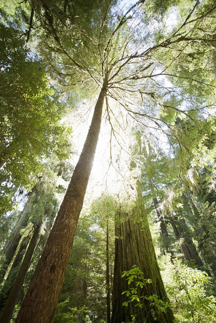 Redwood Bäume