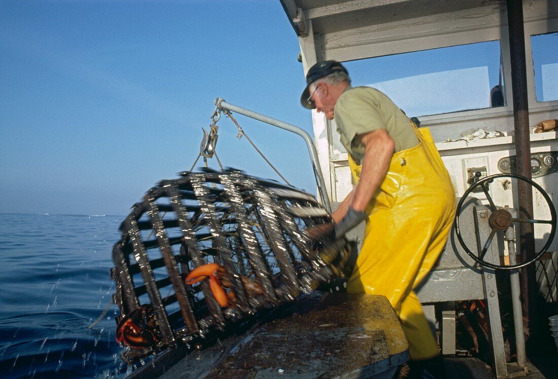 Hummerfischer zieht eine Hummerfalle an Bord
