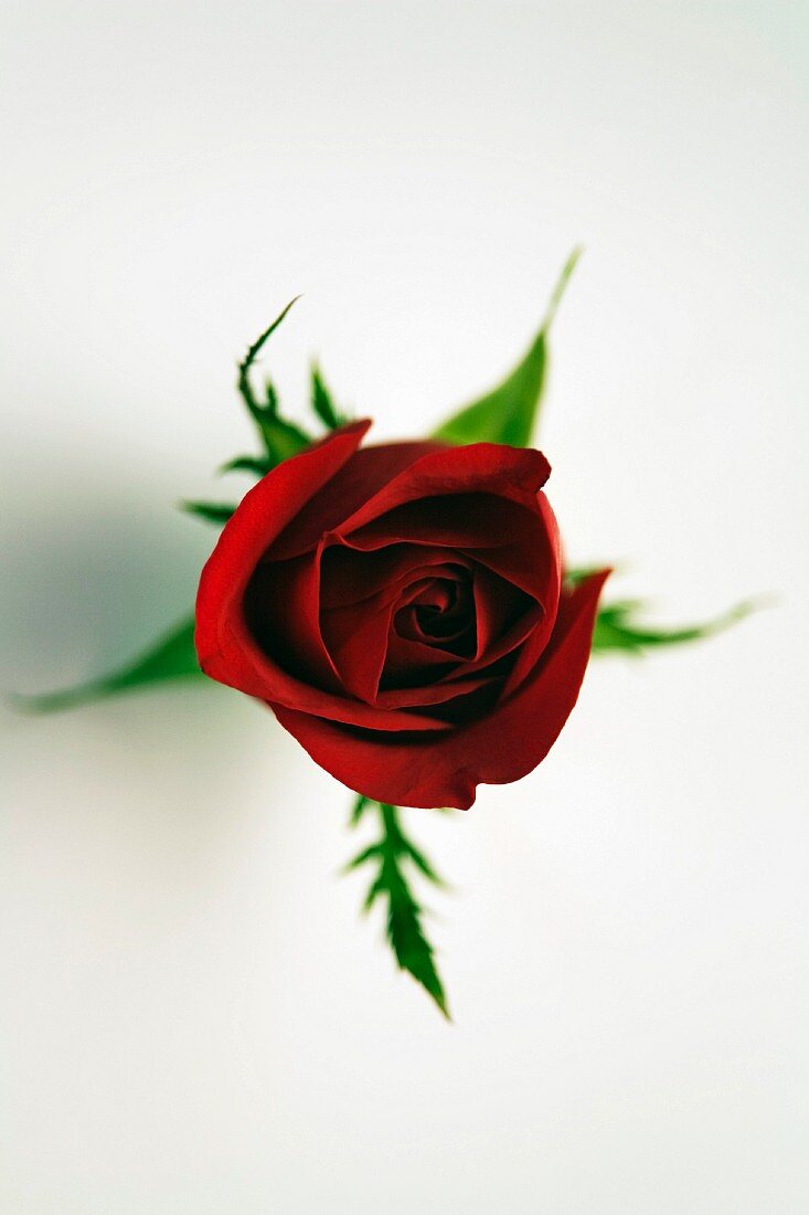 A red rose