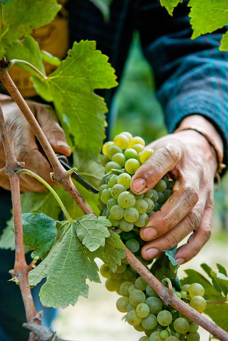 Man Harvesting Grapes