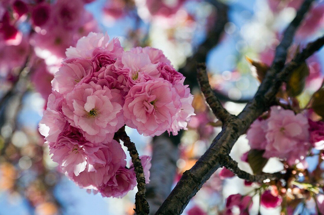 Cherry blossom on the tree