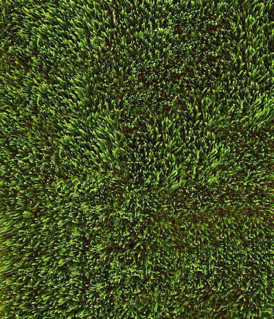 Full Screen of Green Wheat Grass