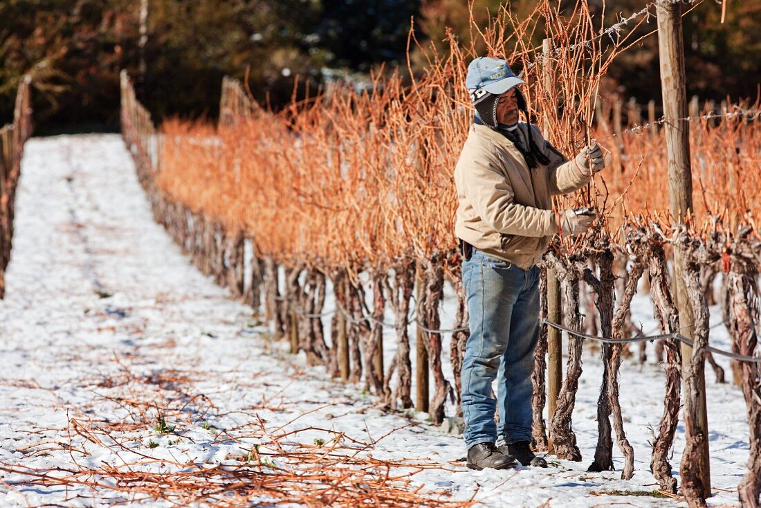 Chardonnay Reben beschneiden im Weinberg von William Fevre, Maipo Valley, Chile