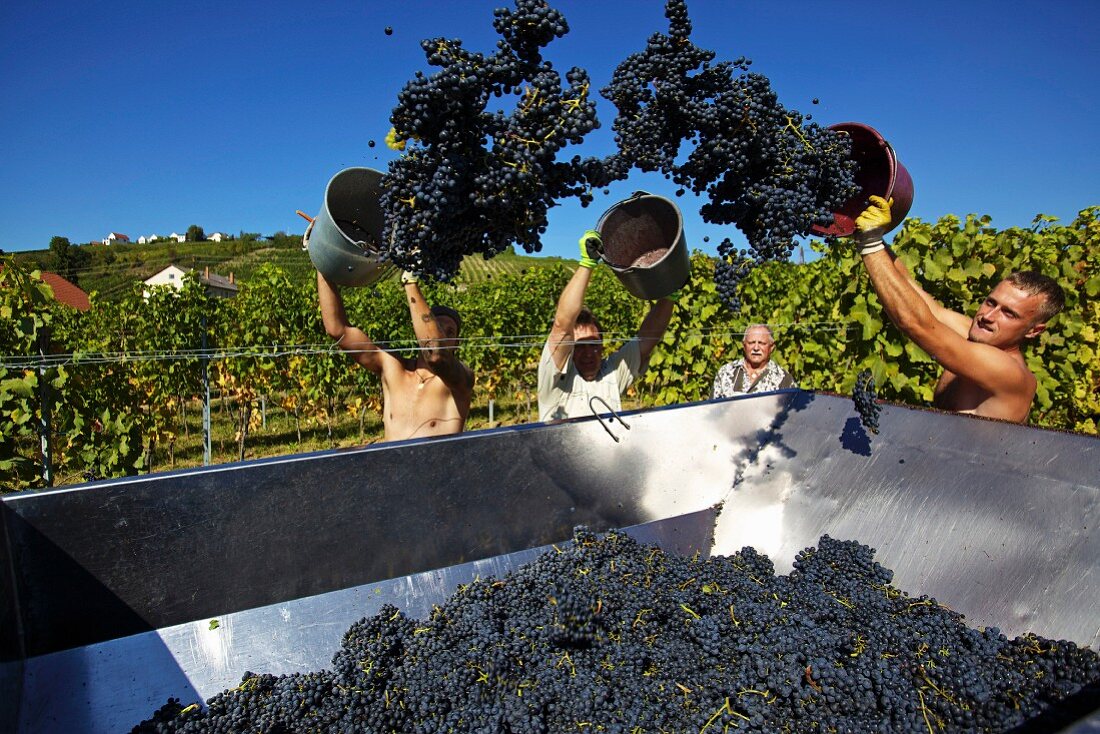 Weinlese von Blaufränkisch-Trauben im Weinberg vom Weingut Krutzler, Burgenland, Österreich
