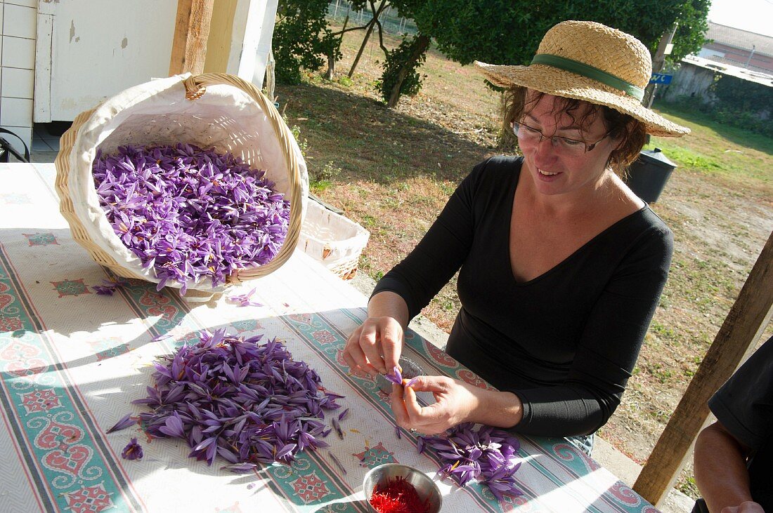 Frau sammelt Fäden von Safrankrokussen (Safran de Bordeaux) in Gironde, Frankreich
