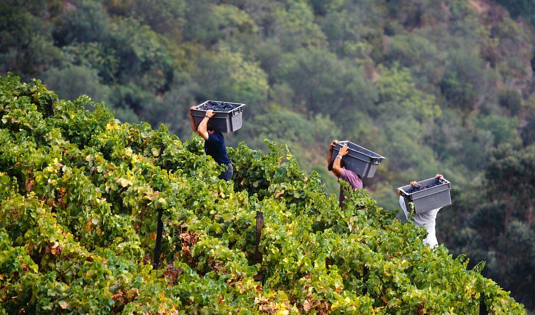 Weinlese am Hügel im Santa Teresa Weinberg von Quinta do Crasto, Portugal