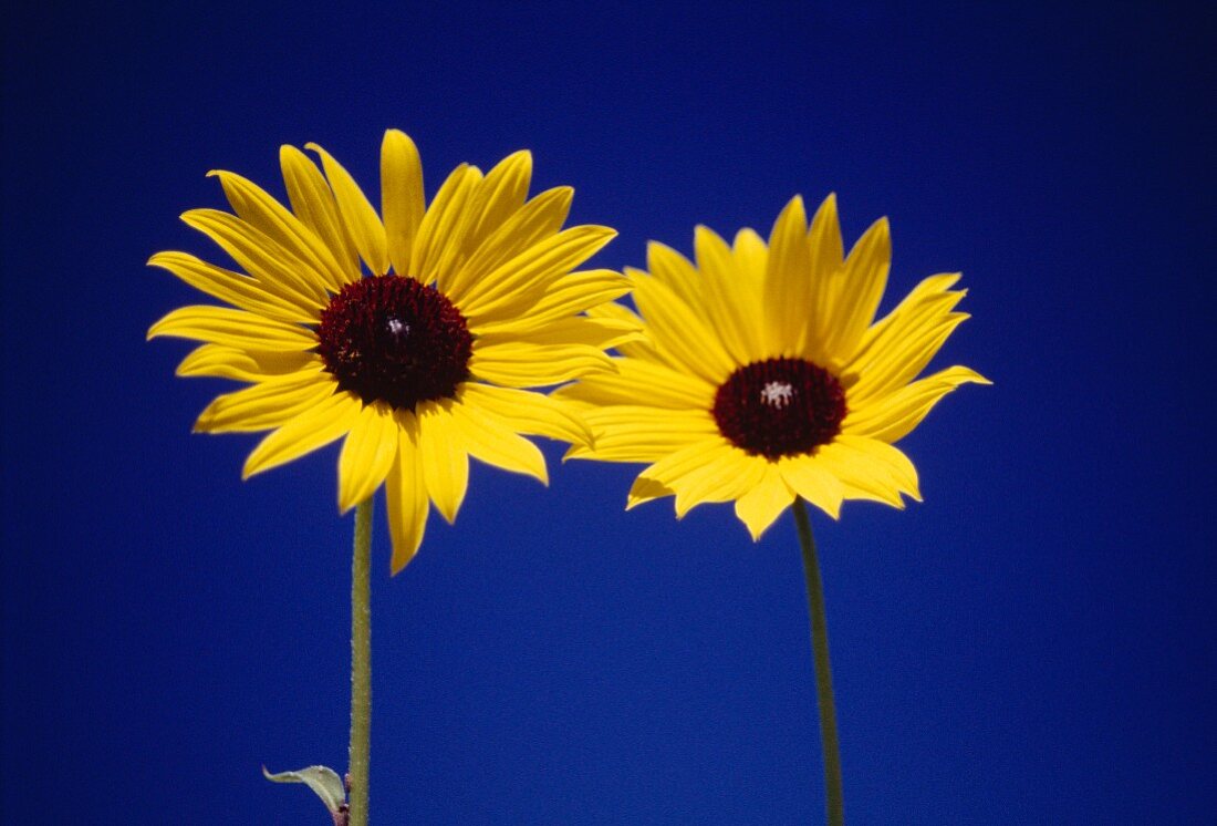 Two Sunflowers