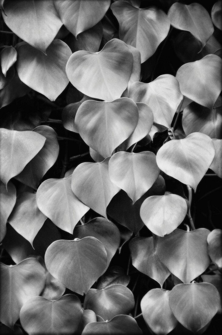 Leaves, Close-up