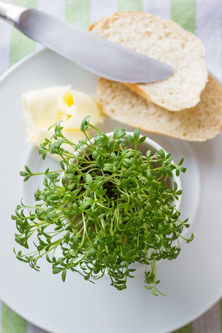 Frische Kresse im Topf, Weissbrotscheiben und Butter