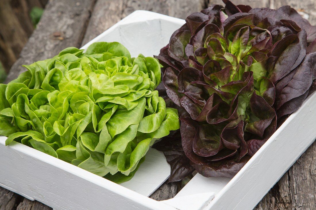 Red and green lettuce in a crate