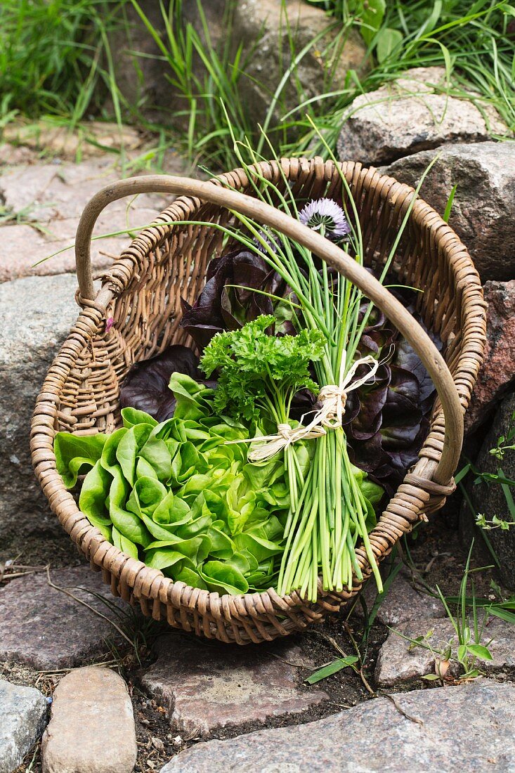 Lettuce, chives and parsley in a basket on a stone path