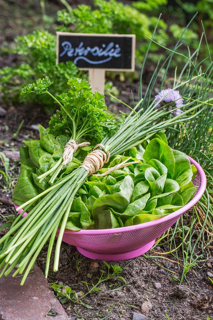 Lettuce, chives and parsley in a bowl in a bed in the garden