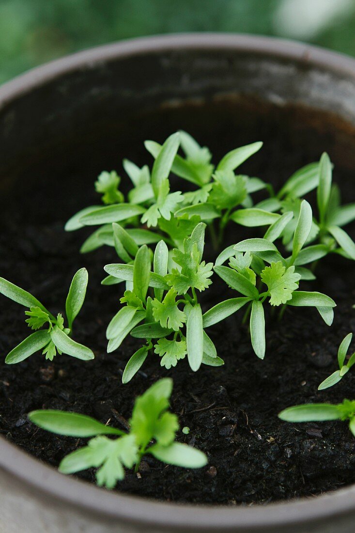Coriander seedlings in a flower pot
