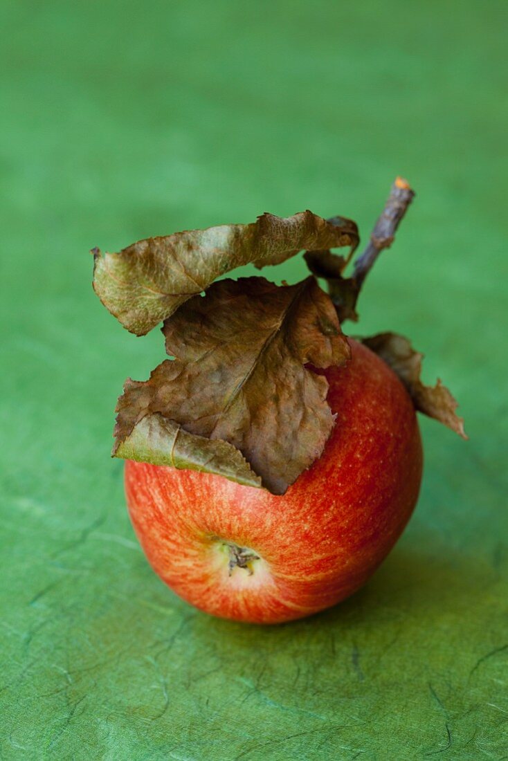 An organic apple with dried leaves