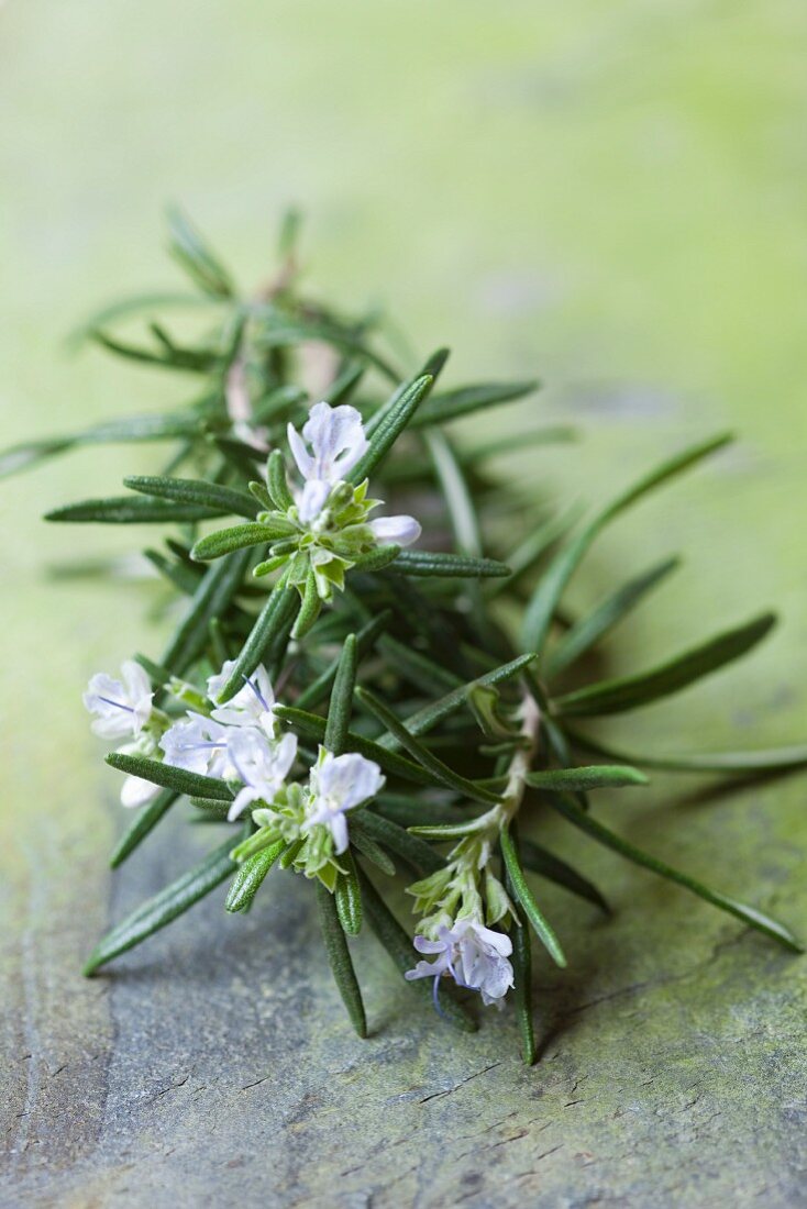 Frischer Rosmarin mit Blüten