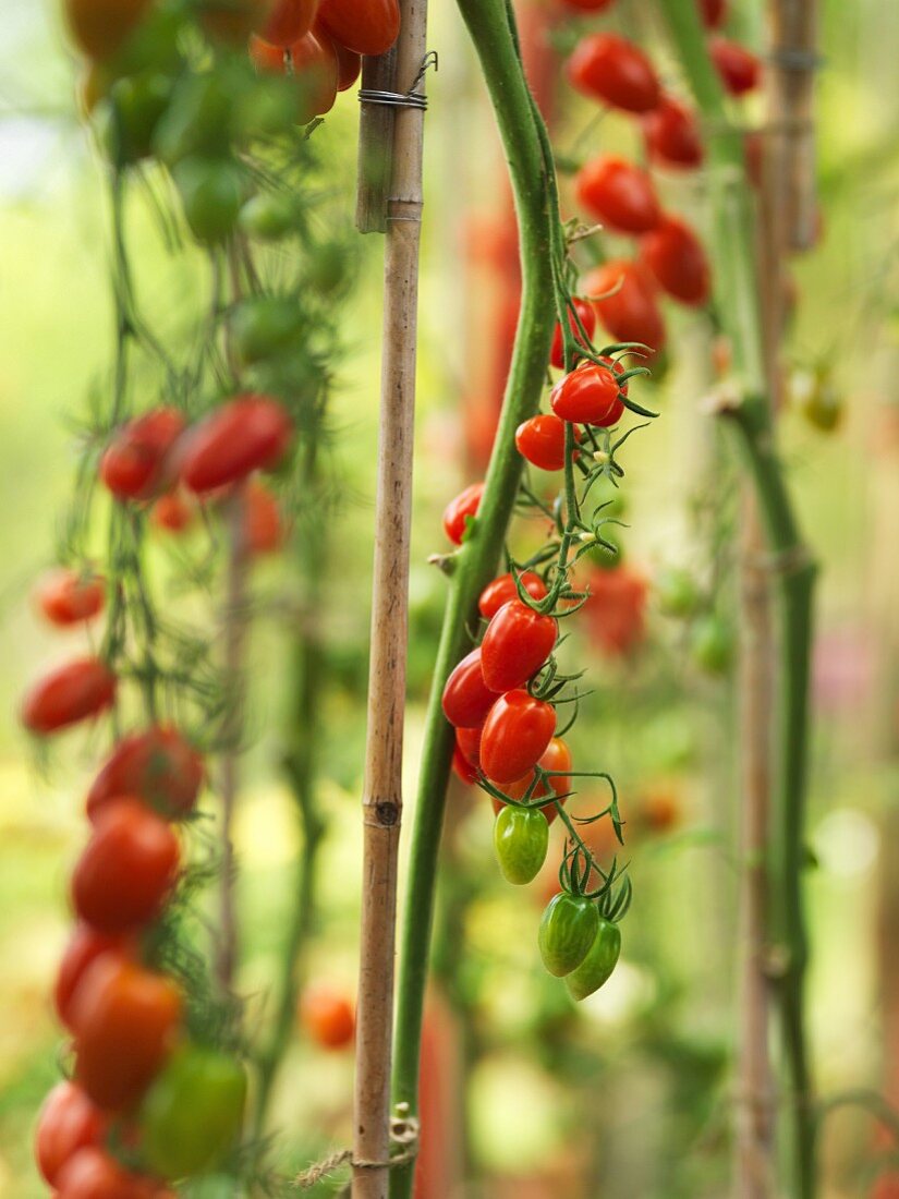 Cherry tomatoes in a greenhouse