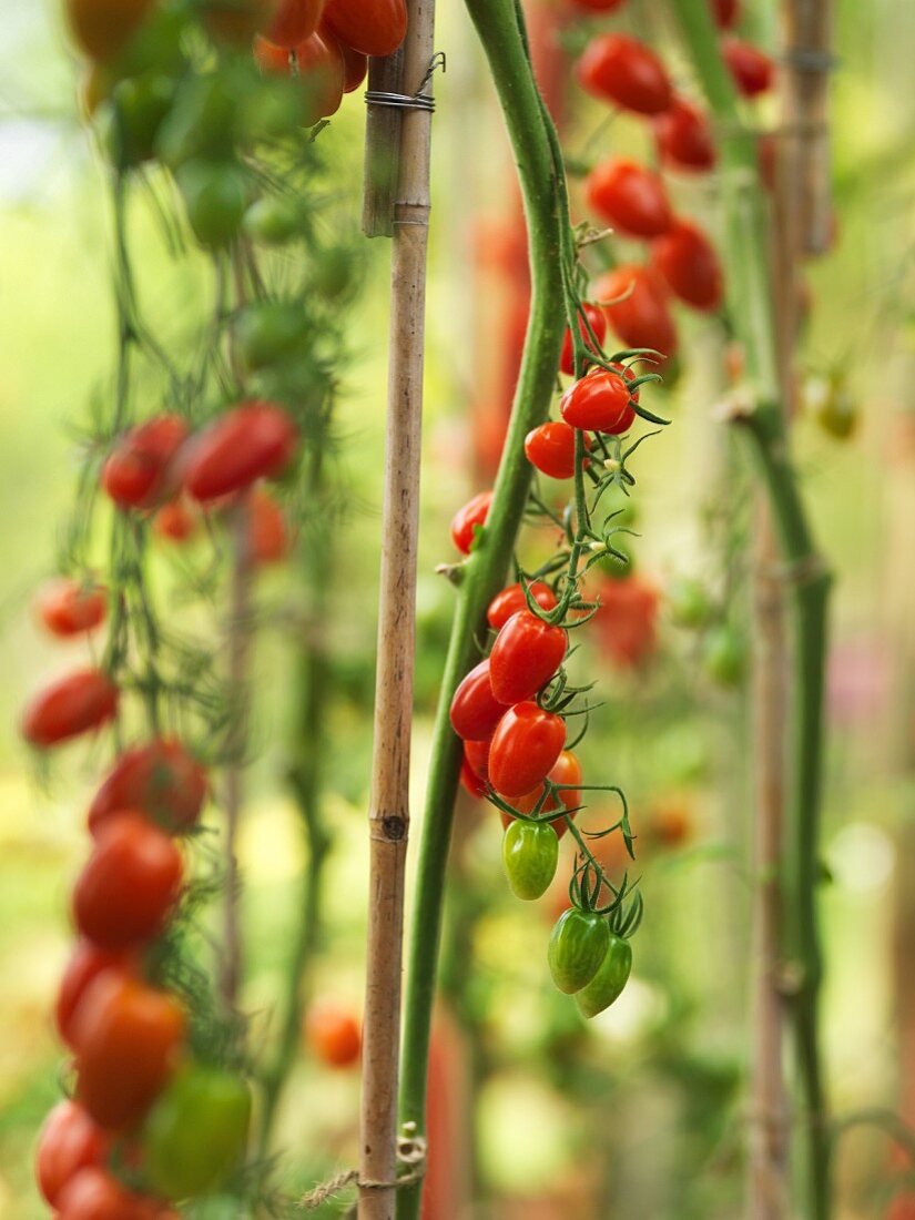 Kirschtomaten im Gewächshaus