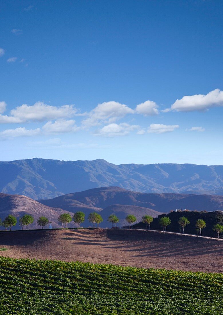 Vineyard With Mountains in Background, California, USA