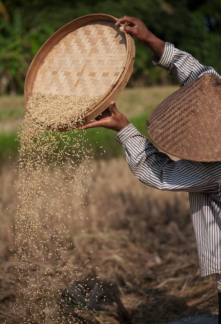 Mann beim Reissieben