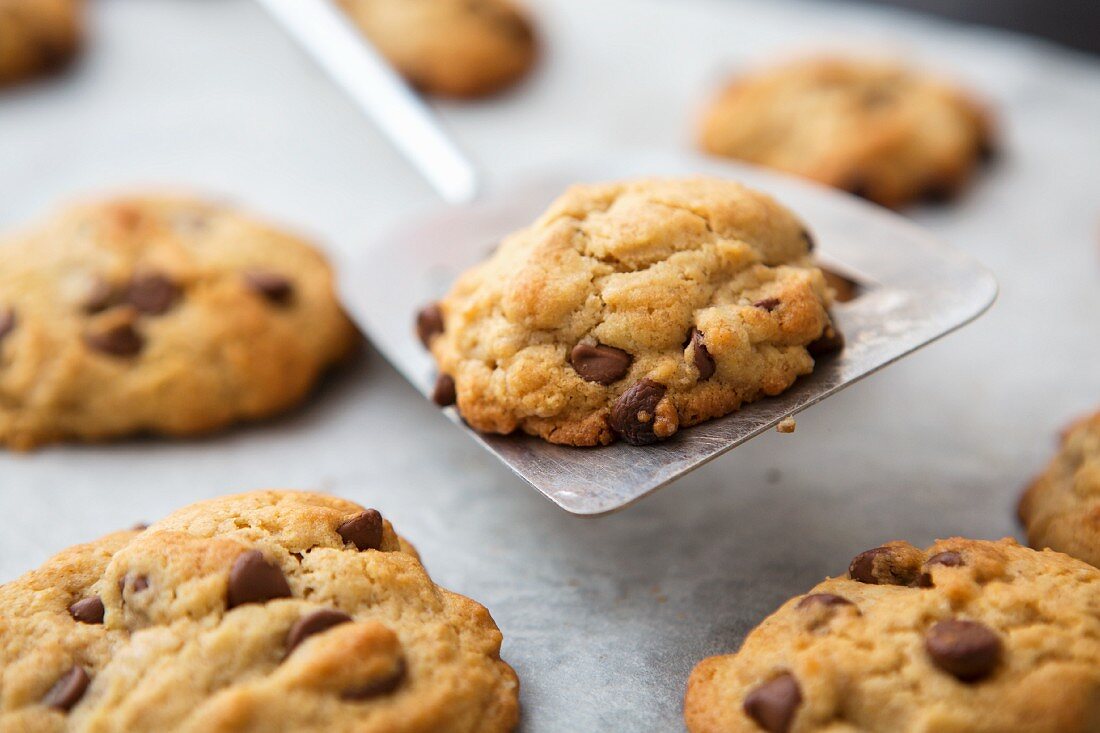 Freshly baked chocolate chip cookies on a spatula and on a baking tray