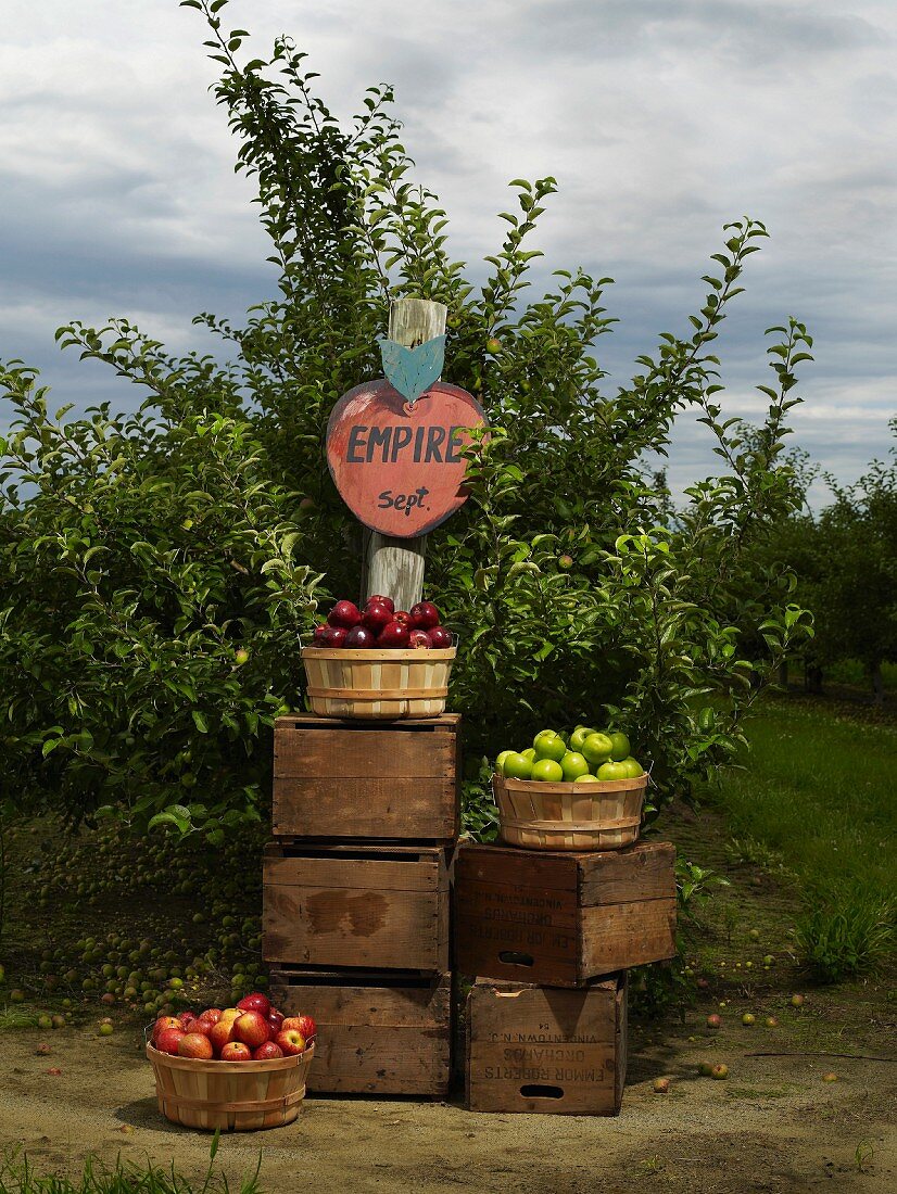 Apples and Orchard