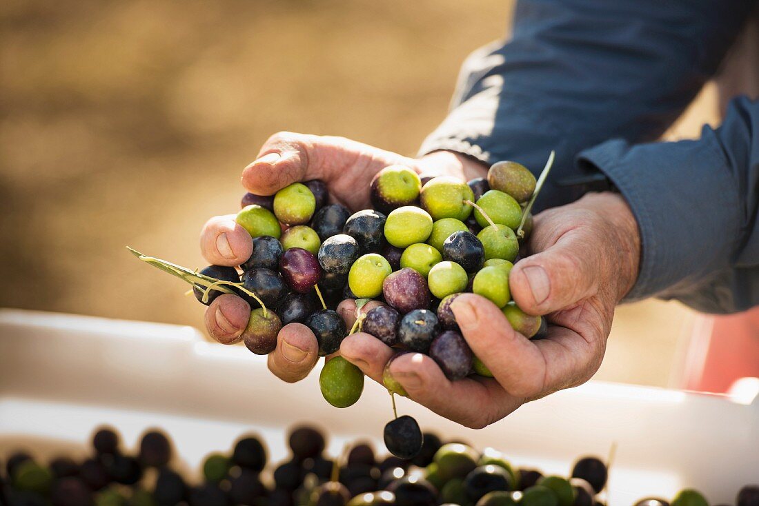 Hände halten frisch geerntete Oliven