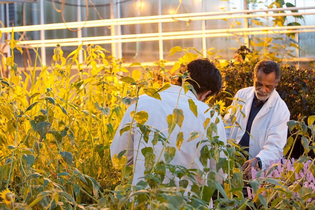 Scientists in greenhouse