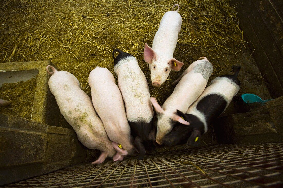 Lebendige Schweine im Stall