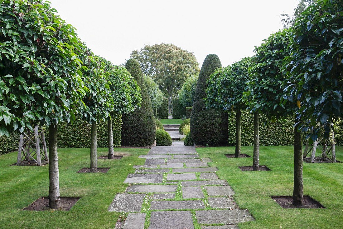 Avenue of trees lining paved path and topiary box trees in English garden