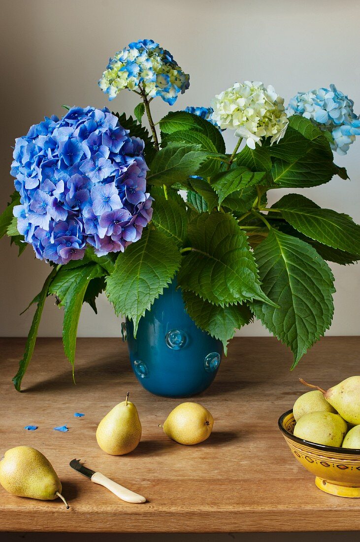 A bouquet of Hydrengers in a blue vase with fresh pears on a wooden table.