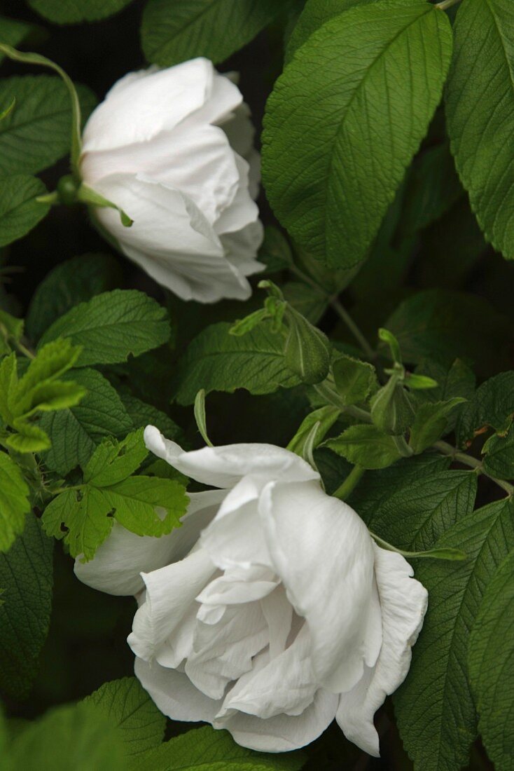 White flowers and green leaves