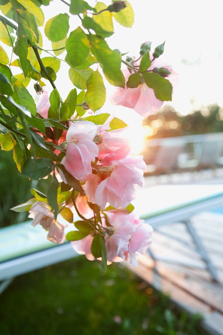 Pink roses in dawn light