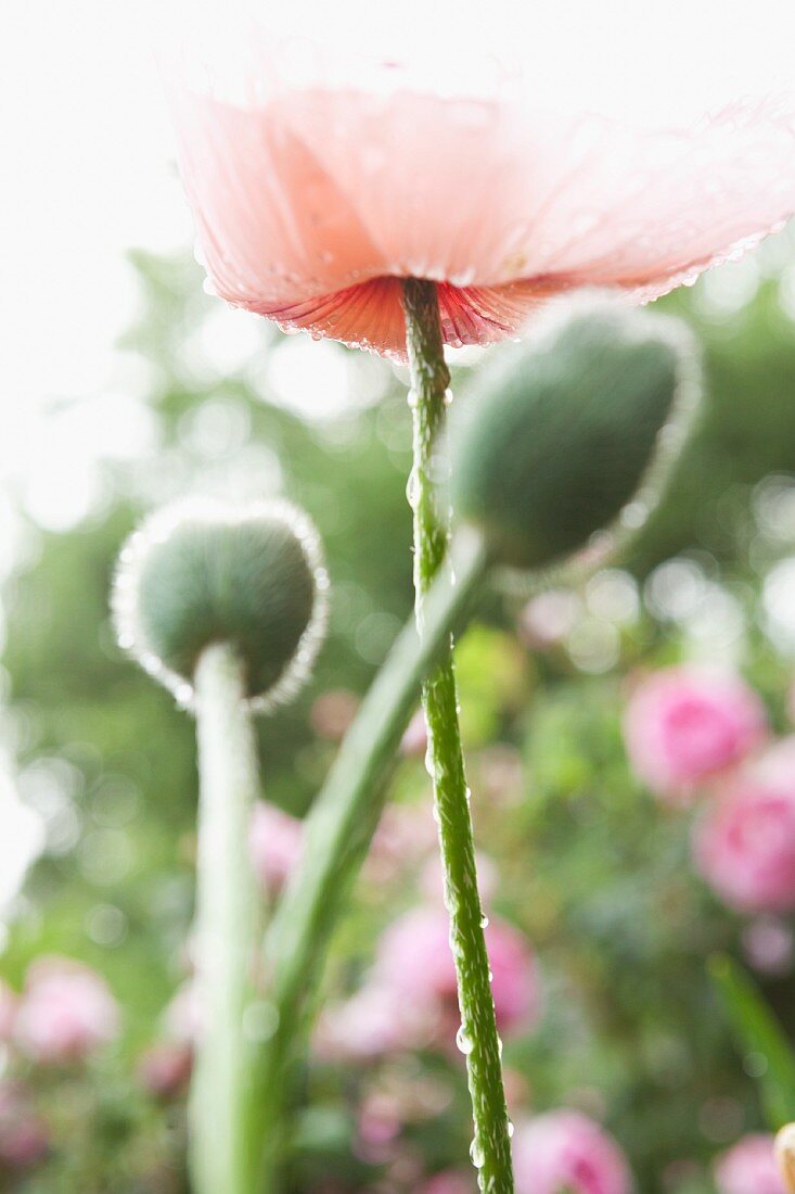 Mohnblume mit Blüte & Knospen im Garten